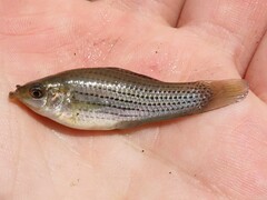 Poecilia latipinna