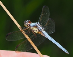 Libellula flavida