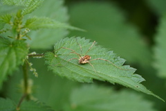 Mitopus