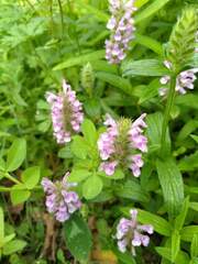 Nepeta nervosa