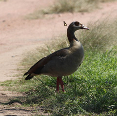 Alopochen aegyptiaca