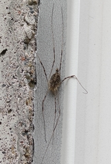 Opilio parietinus