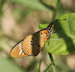 Acraea encedon encedon