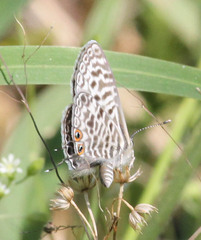Leptotes pirithous