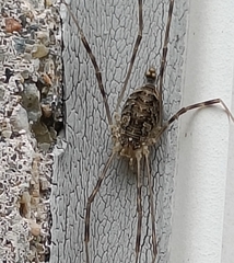 Opilio parietinus
