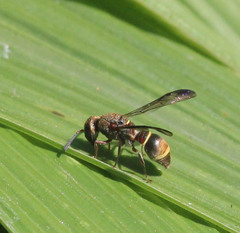 Subancistrocerus
