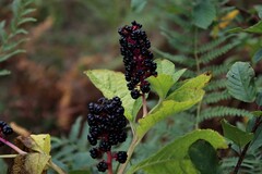 Phytolacca acinosa