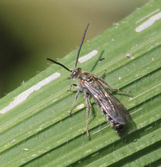 Campsomerinae