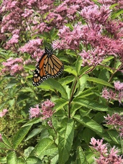 Eutrochium maculatum