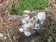 Hypomyces hyalinus