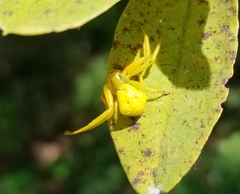 Misumenoides formosipes