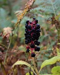 Phytolacca acinosa