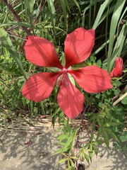 Hibiscus coccineus