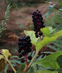 Phytolacca acinosa