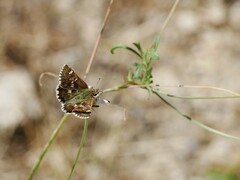 Pyrginae