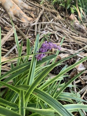 Liriope muscari