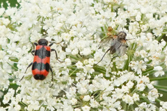 Trichodes apiarius