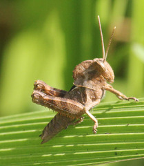 Abisares viridipennis