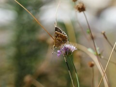 Pyrginae