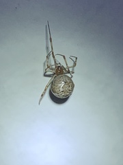 Parasteatoda