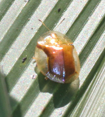 Aspidimorpha quadriremis