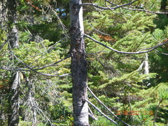 Cronartium ribicola