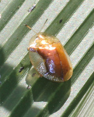 Aspidimorpha quadriremis