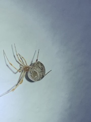 Parasteatoda