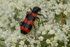 Trichodes apiarius