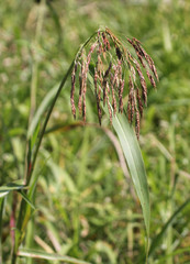 Sorghum