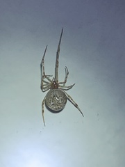 Parasteatoda