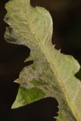 Podosphaera erigerontis-canadensis