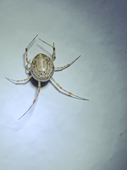 Parasteatoda