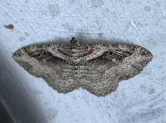 Costaconvexa centrostrigaria