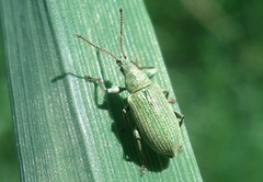 Phyllobius maculicornis