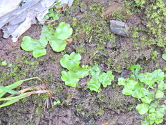 Lunularia cruciata