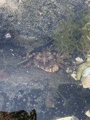 Hemigrapsus sanguineus