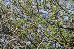 Vachellia tortilis