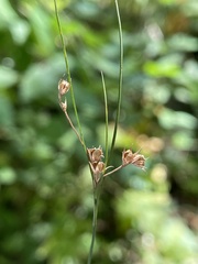 Juncus tenuis