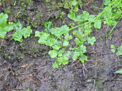 Lunularia cruciata
