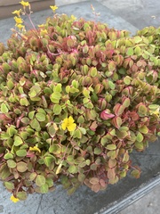 Oxalis spiralis