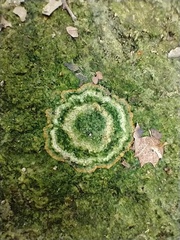 Rinodina