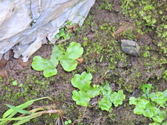 Lunularia cruciata