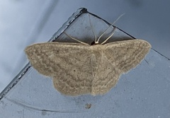 Scopula inductata