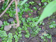 Lunularia cruciata