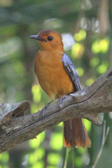 Cossypha natalensis natalensis