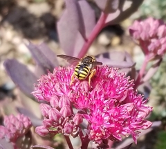 Anthidium oblongatum