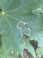 Stigmella aceris
