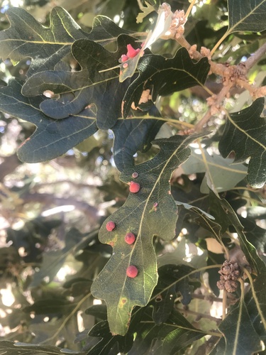 iNaturalist observation photo of Red Cone Gall Wasp