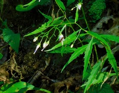 Melanostoma mellinum